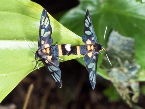 Couple of black moth on a leaf in mating season Stock Photos