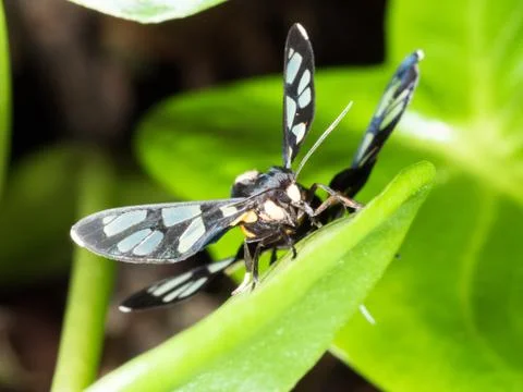 Couple of black moth on a leaf in mating season Foto stock