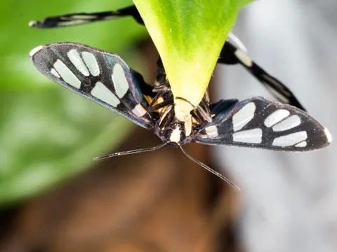Couple of black moth on a leaf in mating season Foto stock
