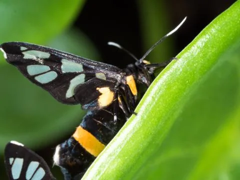 Couple of black moth on a leaf in mating season Foto stock