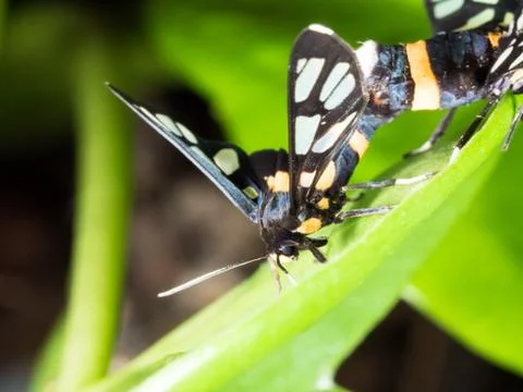 Couple of black moth on a leaf in mating season Stock Photos