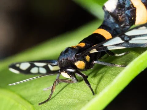 Couple of black moth on a leaf in mating season Foto stock