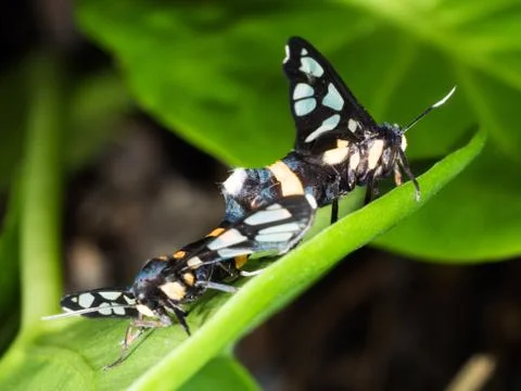 Couple of black moth on a leaf in mating season Stock Photos