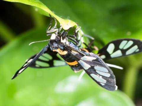 Couple of black moth on a leaf in mating season Stock Photos
