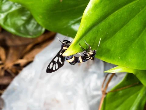 Couple of black moth on a leaf in mating season Stock Photos