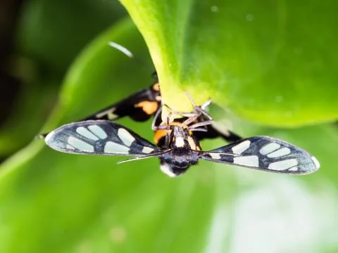 Couple of black moth on a leaf in mating season Foto stock