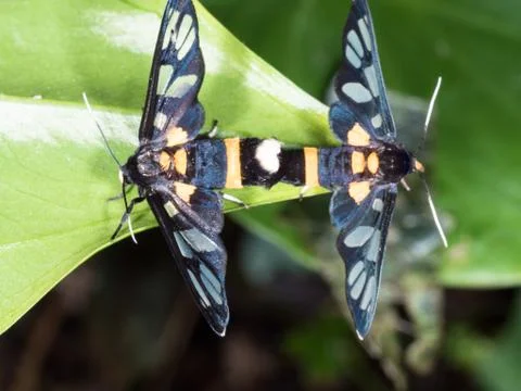 Couple of black moth on a leaf in mating season Stock Photos