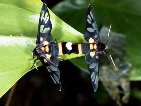 Couple of black moth on a leaf in mating season Stock Photos