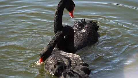 Couple of black swans 動画素材 106702976