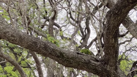 A couple of blue-fronted amazons Stock Footage 339050166