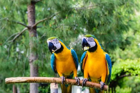 Couple of blue macaws on a background of trees. Stock Photos