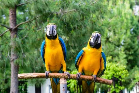 Couple of blue macaws on a background of trees. Stock Photos