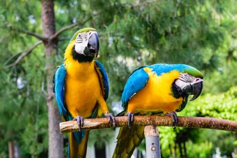 Couple of blue macaws on a background of trees. Stock Photos