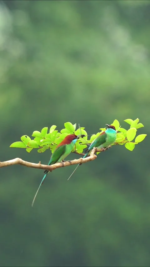 Couple of Blue-throated Bee-eater Birds Perched on a Branch with Dragonfly Prey Stockbeeldmateriaal 330319042
