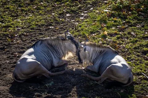 A couple of blue wildebeests (gnu). Stockfoto's