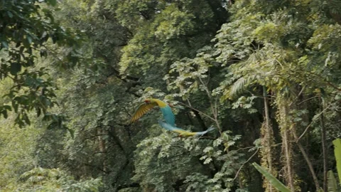 Couple Of Blue-Winged Macaws Flying In The Green Forest. aerial Stock Footage 156430799