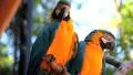 Couple. Blue Yellow Macaw. Arara. Ararauna. Brazil. Birds HD Footage