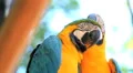 Couple. Blue Yellow Macaw. Arara. Ararauna. Brazil. Bird HD Footage