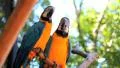 Couple. Blue Yellow Macaw. Arara. Ararauna. Brazil HD Footage