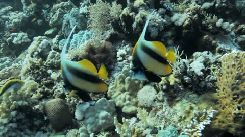 Couple of bnner fish at the reef Stock Footage 22710413