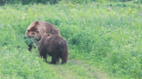 Couple brown bears Stock Footage 42542095