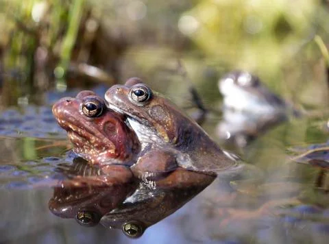A couple of brown frogs is mating in spring puddle Stock Photos