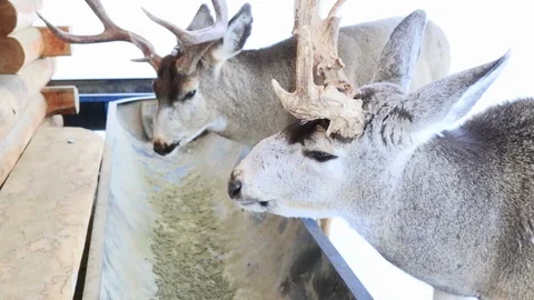Couple bucks eating Stock Footage 127056166