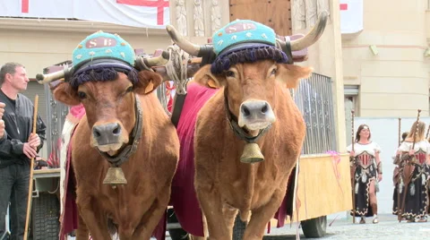 Couple of bulls in front of a float in traditional parade Stock Footage 47966174