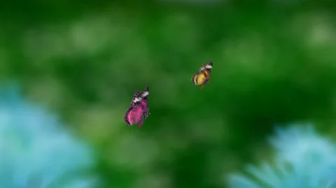 Couple butterfly warm color Stock Footage
