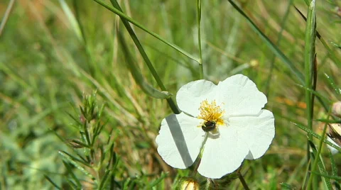 Couple of Cantharidae Vidéo 710062