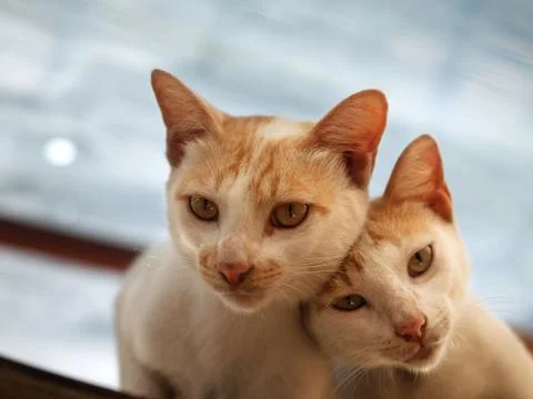 COUPLE CAT LOOKING AT CAMERA Stock Photos