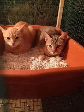 Couple cat Stock Photos