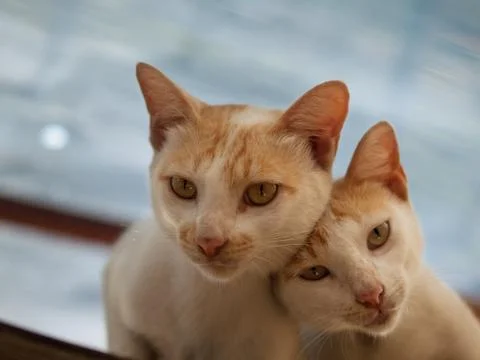 COUPLE CATS Stock Photos