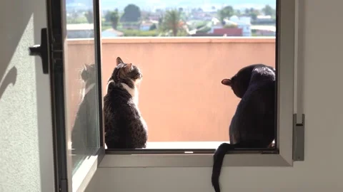 Couple of cats standing at a open window enjoying sun. Vídeos de archivo 300191445