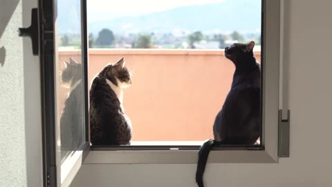 Couple of cats standing at a open window enjoying sun. Stock-Footage 300191448