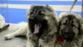 Couple of caucasian shepherd dogs HD Footage