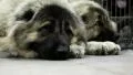 Couple of caucasian shepherd dogs HD Footage