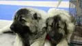 Couple of caucasian shepherd dogs HD Footage