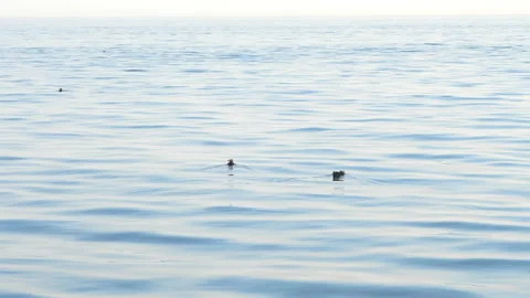 Couple of charming puffins swiming in ocean and looking around. Amazing Stock Footage 162895553