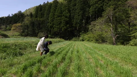 Couple checking the state of the field Stock-Footage 161889538