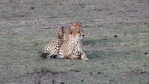Couple of cheetahs Stock Footage 83240498
