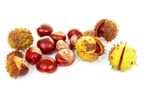 Couple of chestnuts Foto stock