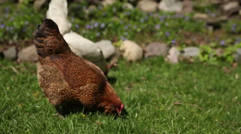 A Couple of Chickens, Backyard in the summertime Video stock 47517974
