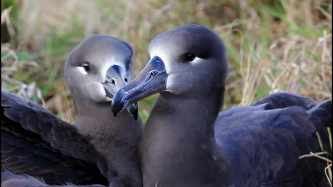 A Couple of Close-Knit Black-Footed Albatrosses Vidéo 332763831