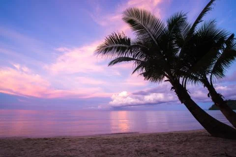Couple coconut tree Stock Photos