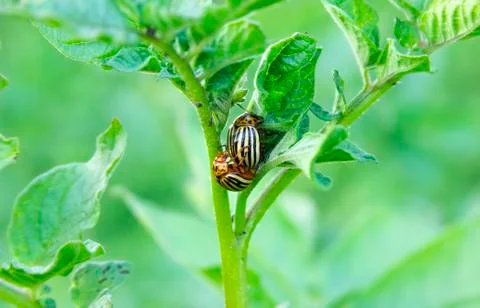 Couple of Colorado potato beetles have sex on the leaves of a potato bush Stock Photos
