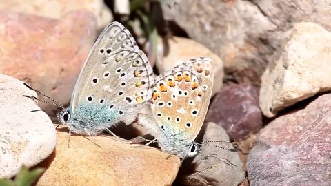 Couple of Common blue butterflies copulating in spring. Stock Footage 75265182