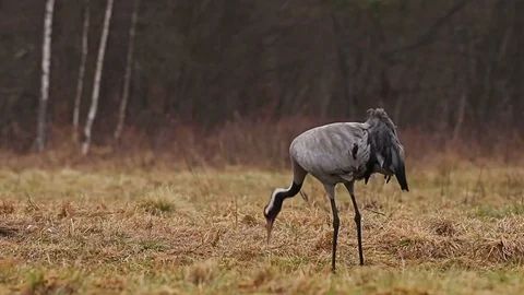 Couple of common Cranes on ground dancing, feeding and mating. Stock Footage 74145606