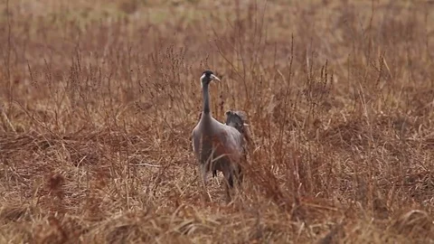 Couple of common Cranes on ground dancing, feeding and mating. Stock Footage 74145670