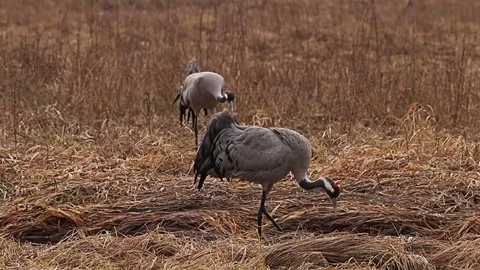 Couple of common Cranes on ground dancing, feeding and mating. Video stock 74145755
